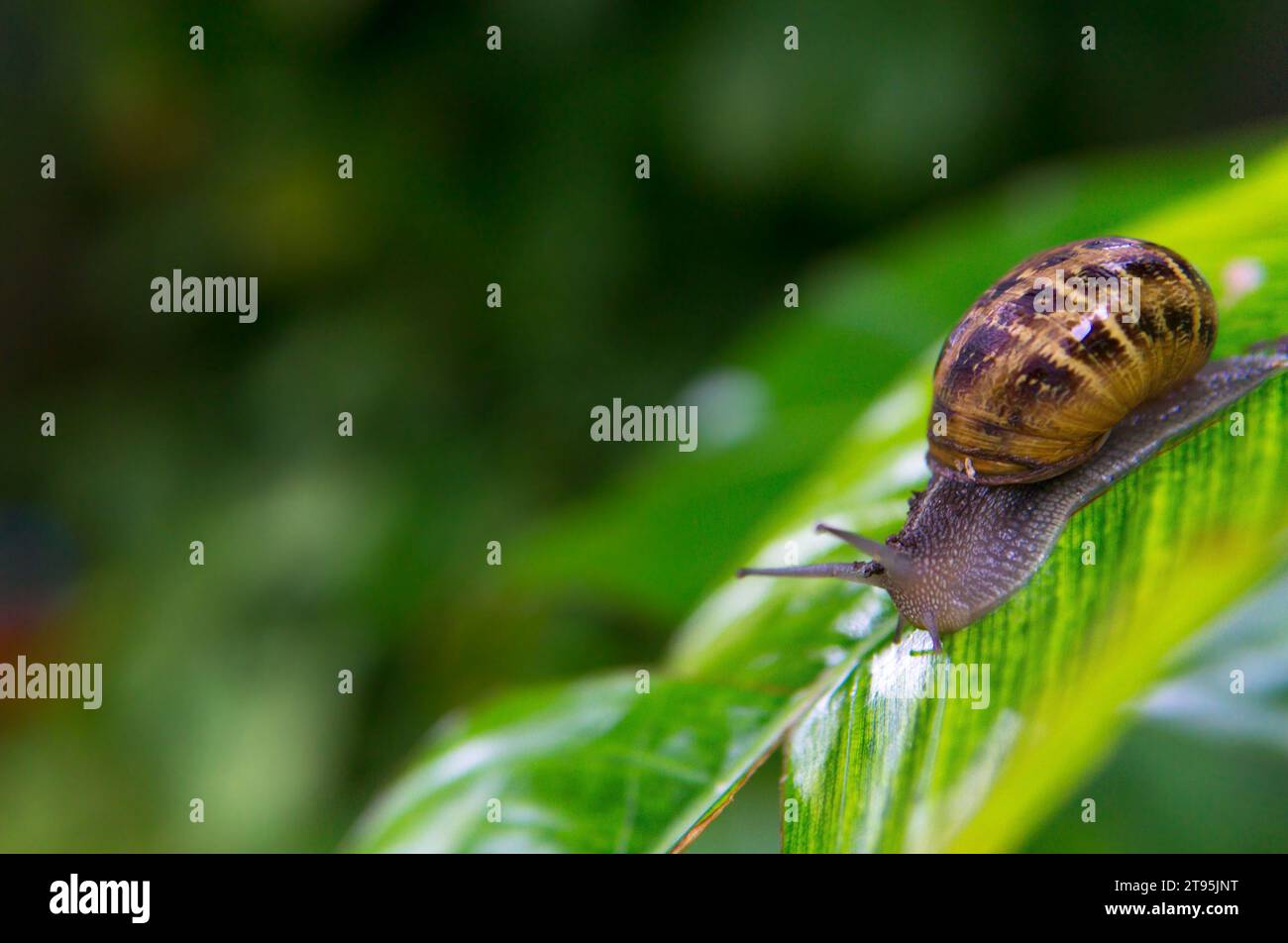 snail on a big leaf Stock Photo
