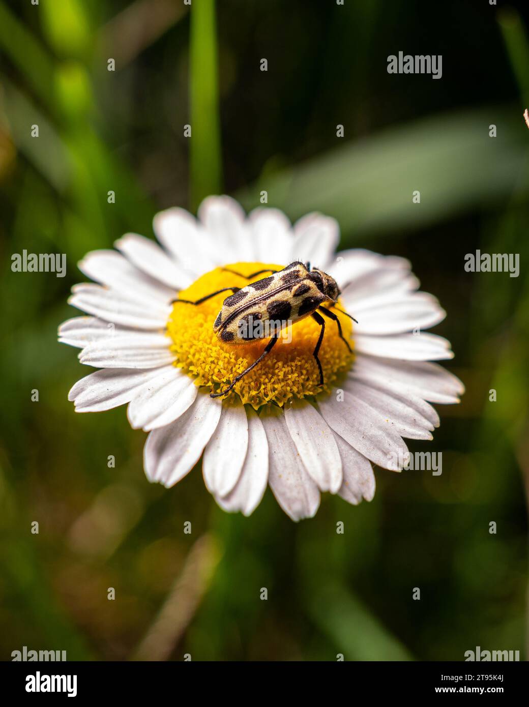 lady beetle on a small white flower Stock Photo