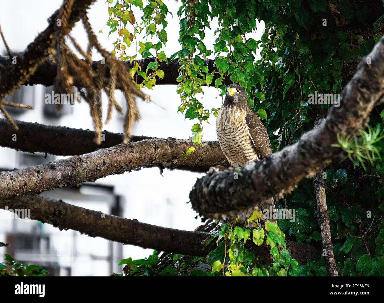 Harrier hawk silhouette hi-res stock photography and images - Alamy
