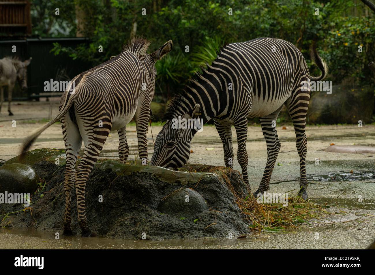 Beautiful zebra animals are eating grass, mother and child zebras are eating green lawn grass in the zoo, copy space for text Stock Photo