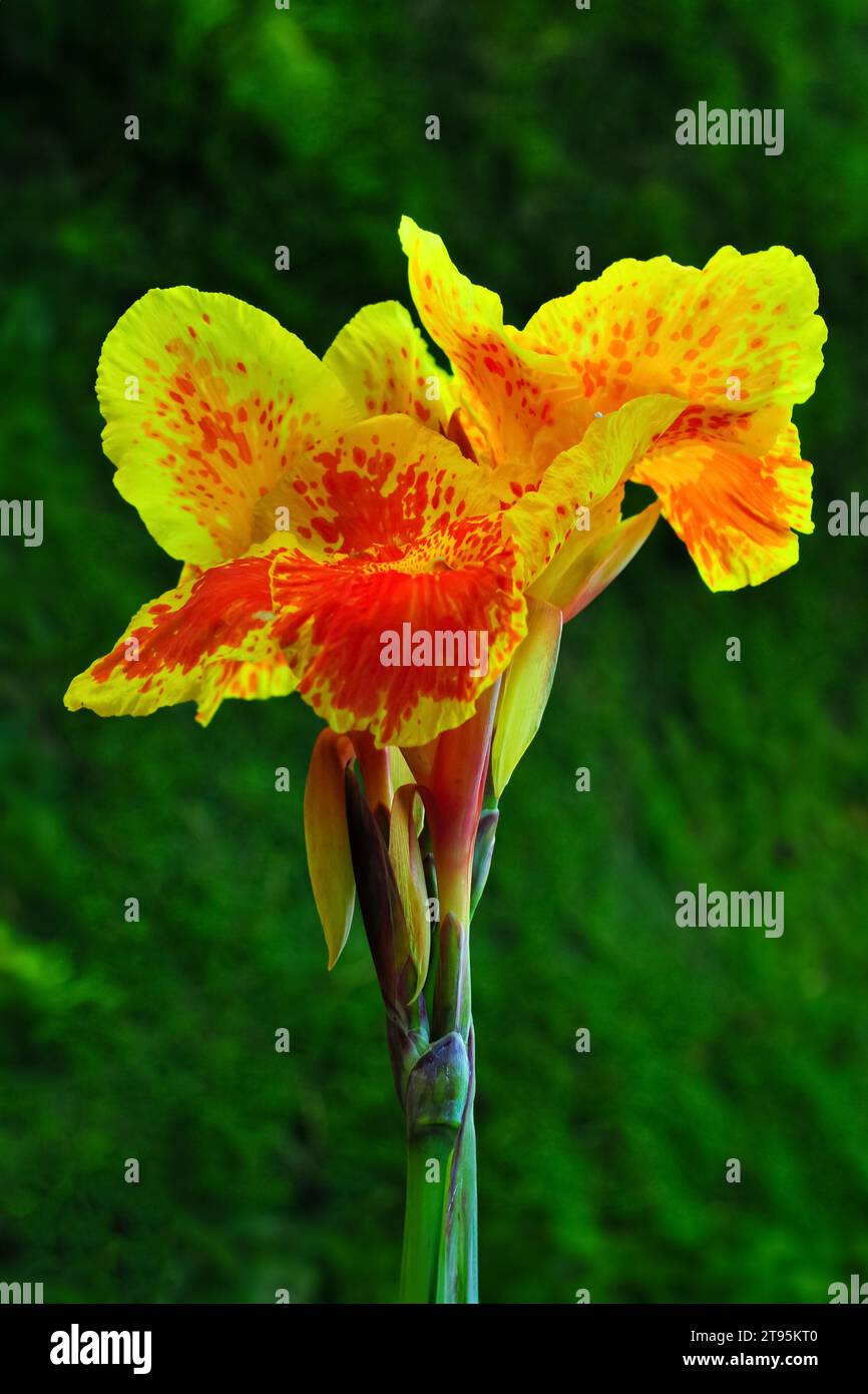 Canna flower also called canna lily in the garden. Beautiful orange and yellow tropical flowers close up. Stock Photo
