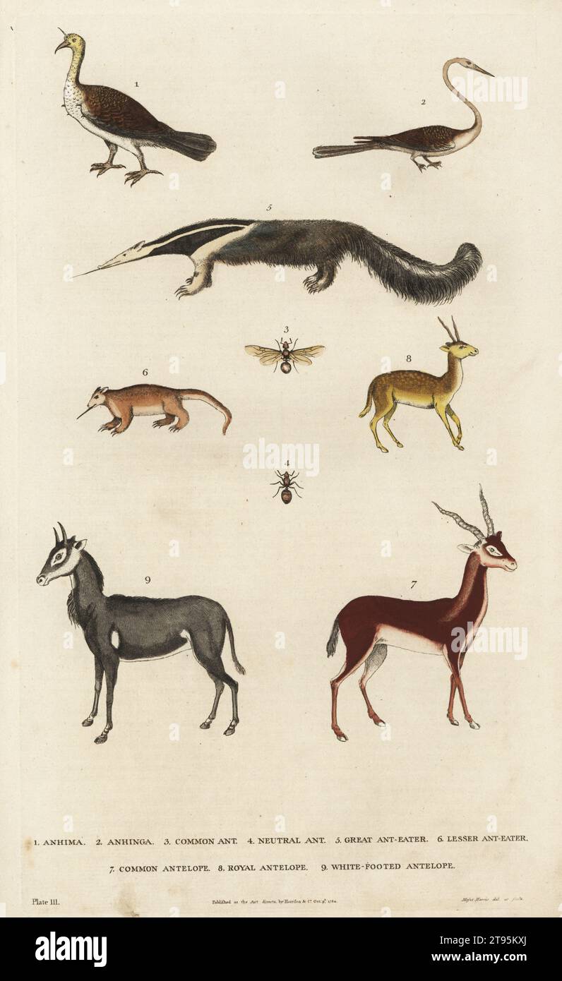 Anhima or horned screamer 1, anhinga 2, common ant 3, neutral ant 4