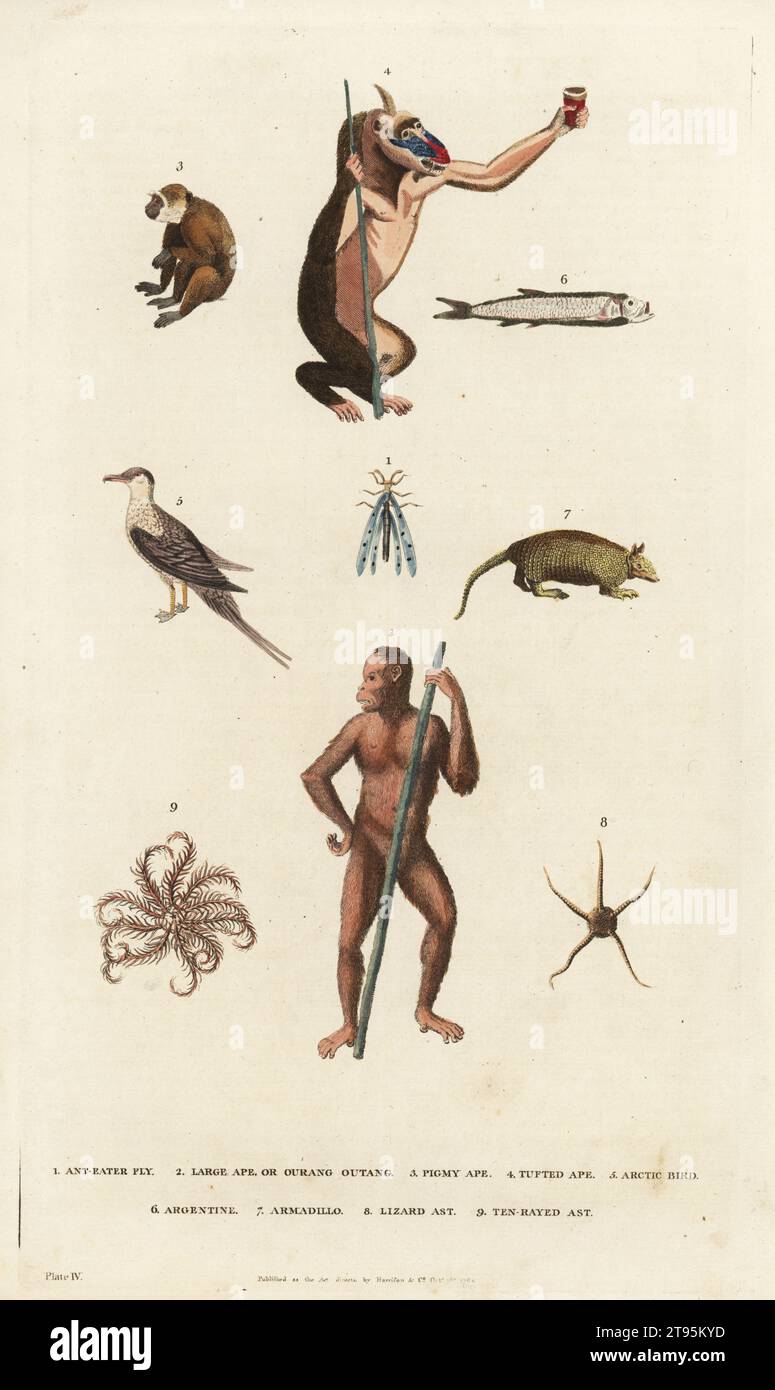 Anteater fly 1, large ape or orang utang 2, pigmy ape 3, tufted ape or mandrill 4, arctic bird 5, argentine fish 6, armadillo 7, brittle star or lizard ast 8, and ten-rayed ast or eleven-armed sea-star 9. Handcoloured copperplate engraving by Moses Harris from William Frederic Martyn’s A New Dictionary of Natural History, Harrison, London, 1785. Pseudonym of William Fordyce Mavor, Scottish priest, teacher and writer, 1758-1837. Stock Photo