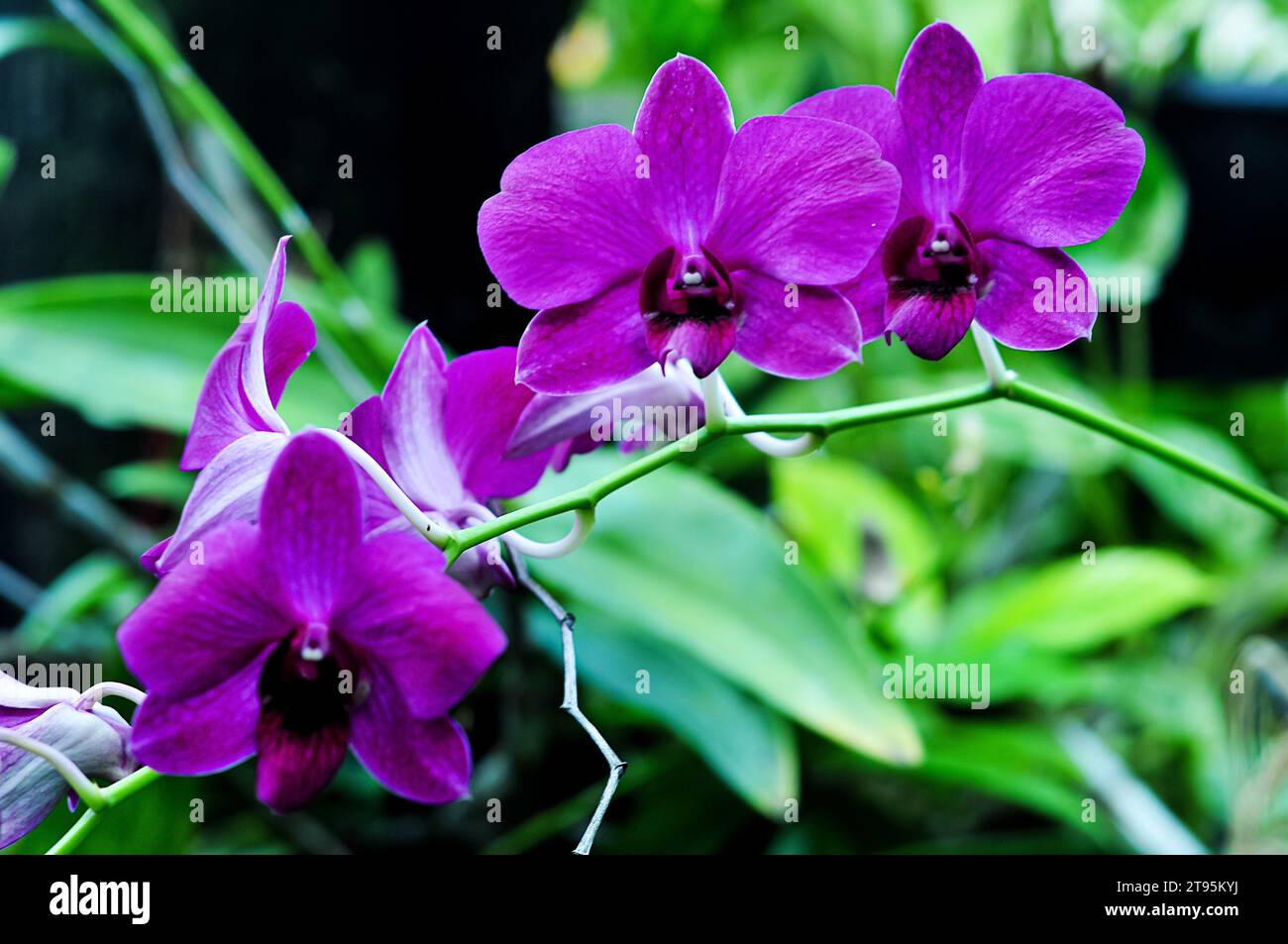 The orchid flower Dendrobium bigibum has purple petals Stock Photo