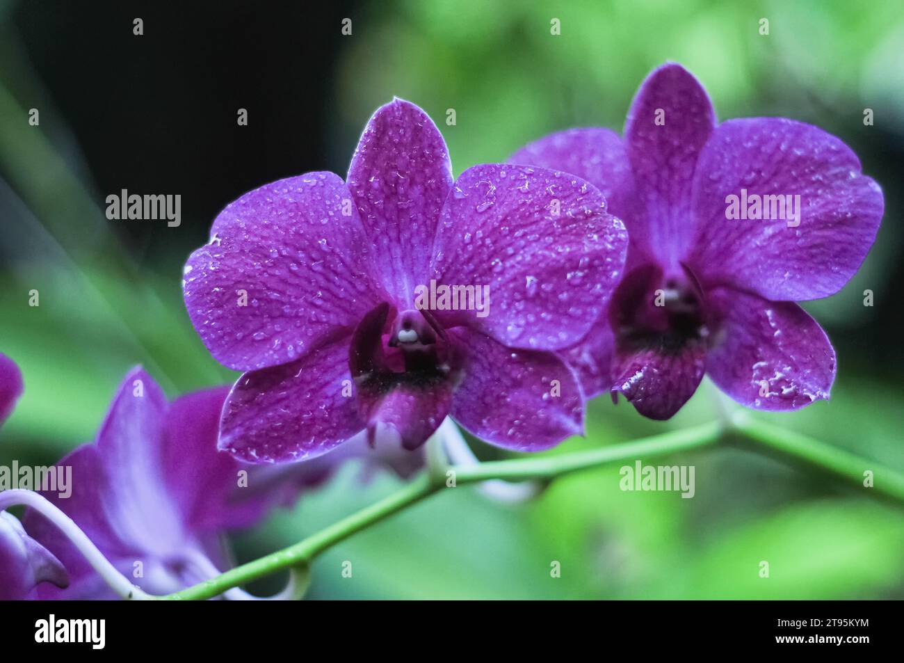 The orchid flower Dendrobium bigibum has purple petals Stock Photo