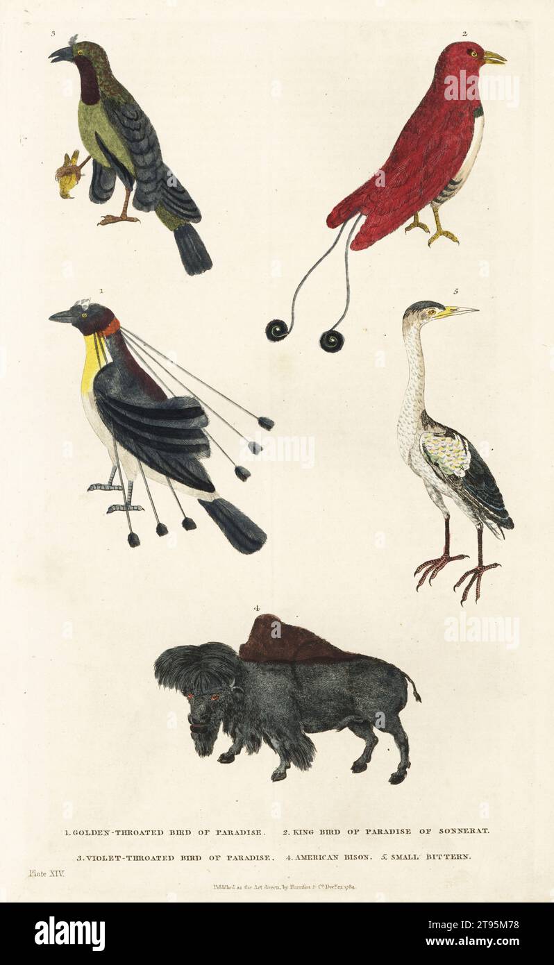 Arfak parotia, Parotia sefilata 1, King bird of paradise, Cicinnurus regius 2, superb-bird-of-paradise, Lophorina superba 3, American bison, Bison bison 4, and little bittern, Ixobrychus minutus 5. Handcoloured copperplate engraving by Moses Harris from William Frederic Martyn’s A New Dictionary of Natural History, Harrison, London, 1785. Pseudonym of William Fordyce Mavor, Scottish priest, teacher and writer, 1758-1837. Stock Photo