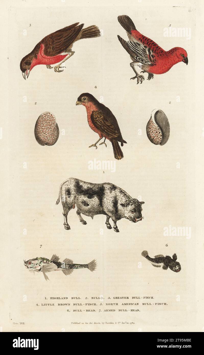 William fordyce hi-res stock photography and images - Alamy