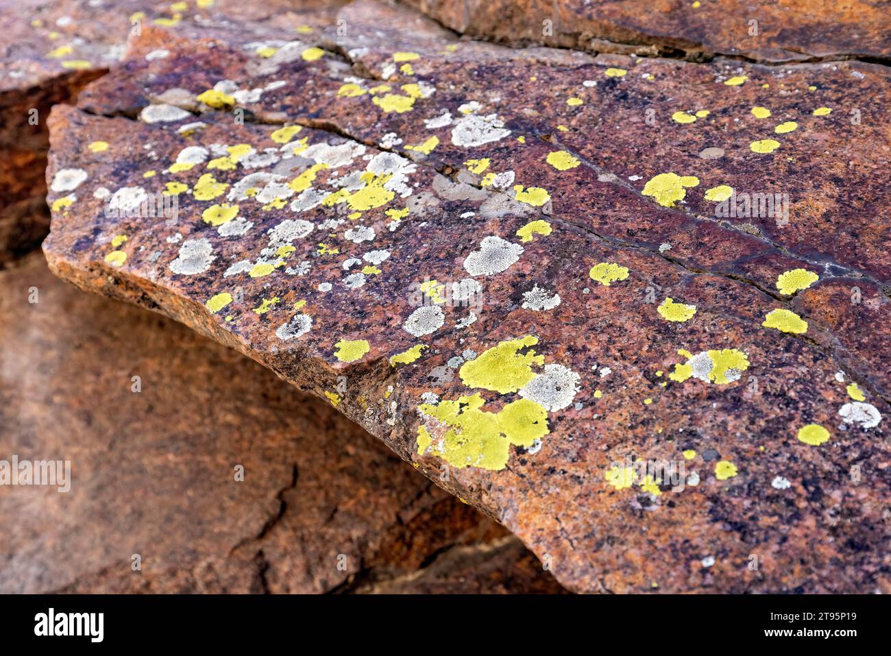 Colorful greenish-yellow crustose lichen on rock wall in Clear Creek Canyon - Golden, Colorado, USA Stock Photo