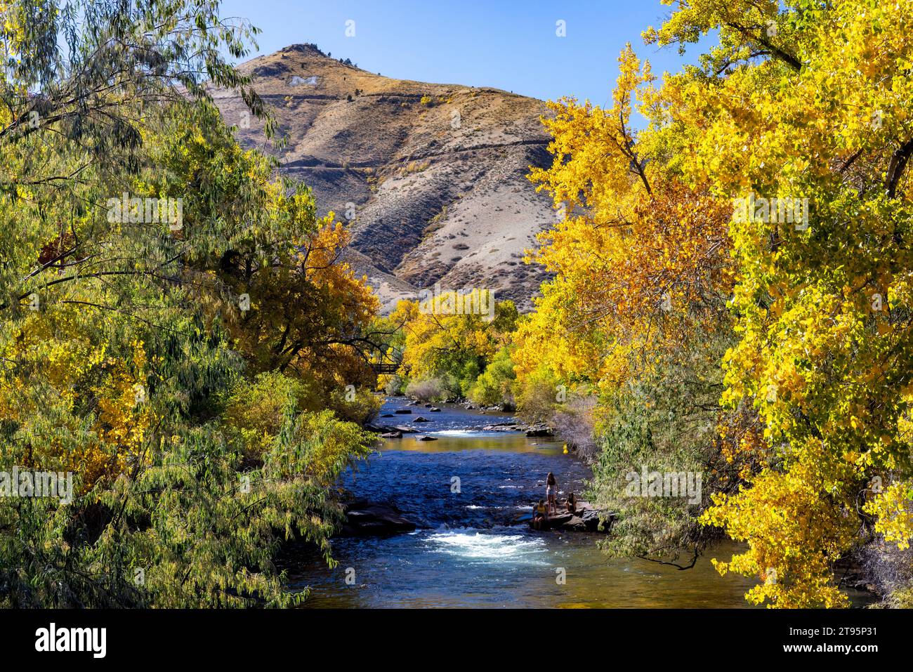 Vibrant fall colors on Clear Creek in autumn - Golden, Colorado, USA Stock Photo