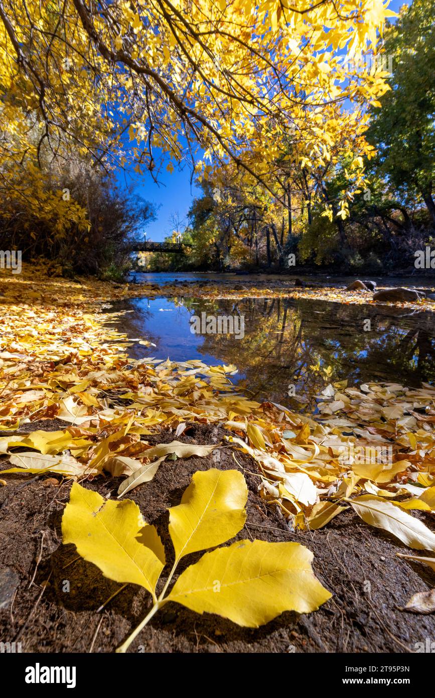 Fallen leaf and vibrant fall colors on Clear Creek in autumn - Golden, Colorado, USA Stock Photo