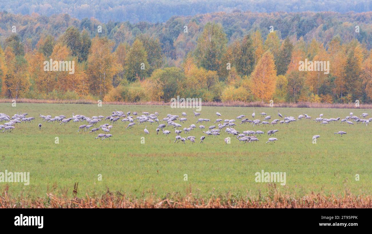 Huge flock of cranes in an early autumn morning in a plowed field ...