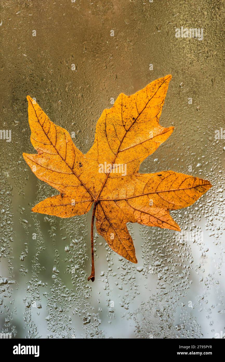 Bigleaf Maple, Acer macrophyllum, autumn leaf on a rainy window, Olympic Peninsula, Washington State, USA Stock Photo
