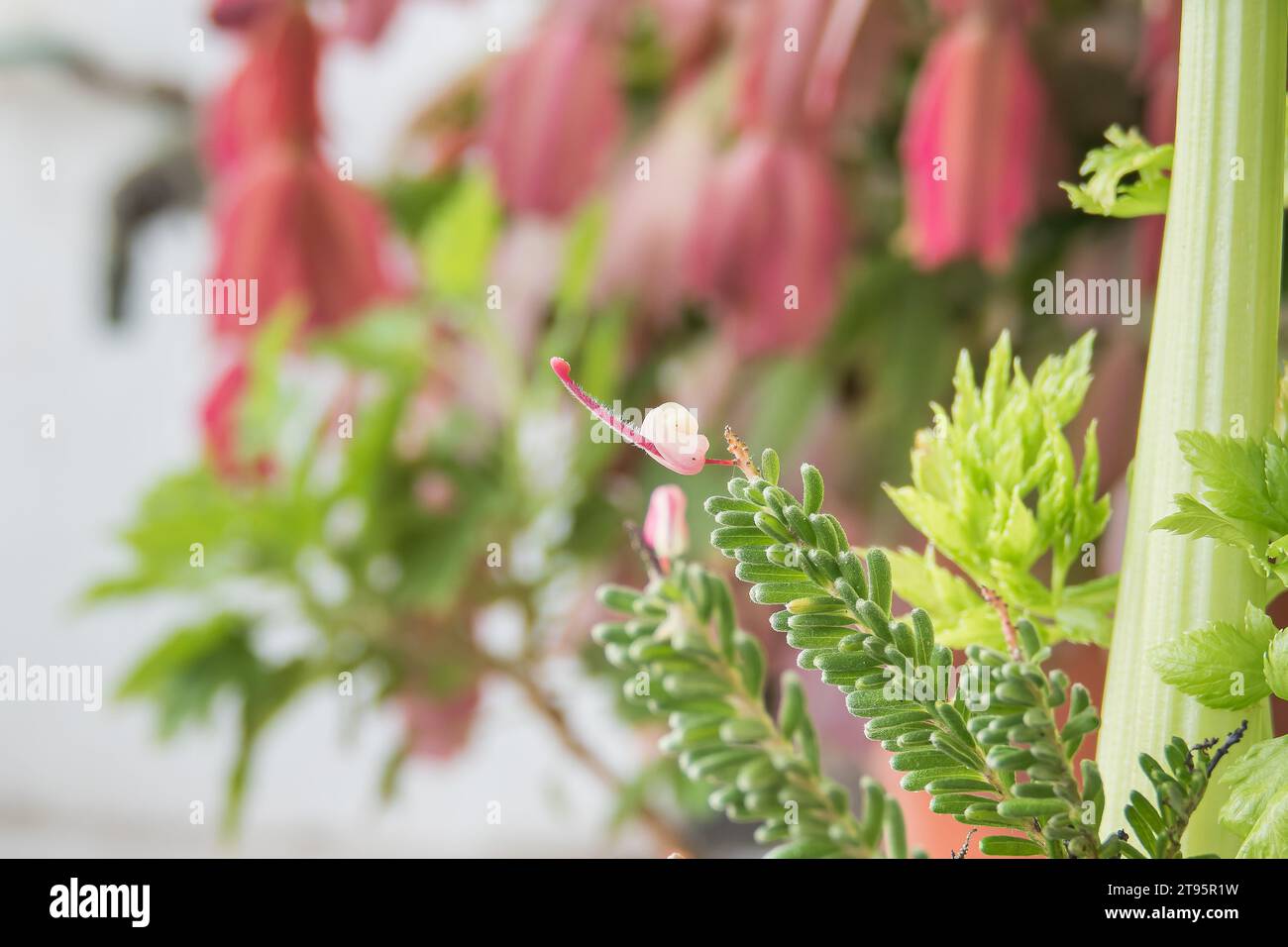 Grevillea lanigera plant branch with flower close up view indoor Stock Photo