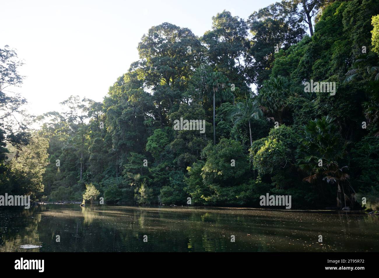 Moody rainforest sunset at the platypus deck at broken river in Eungella National Park, Eungella, Queensland, Australia Stock Photo