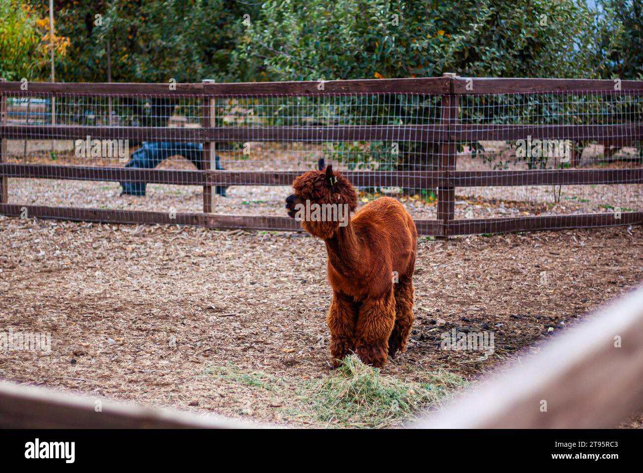 A funny brown alpaca on a farm Stock Photo