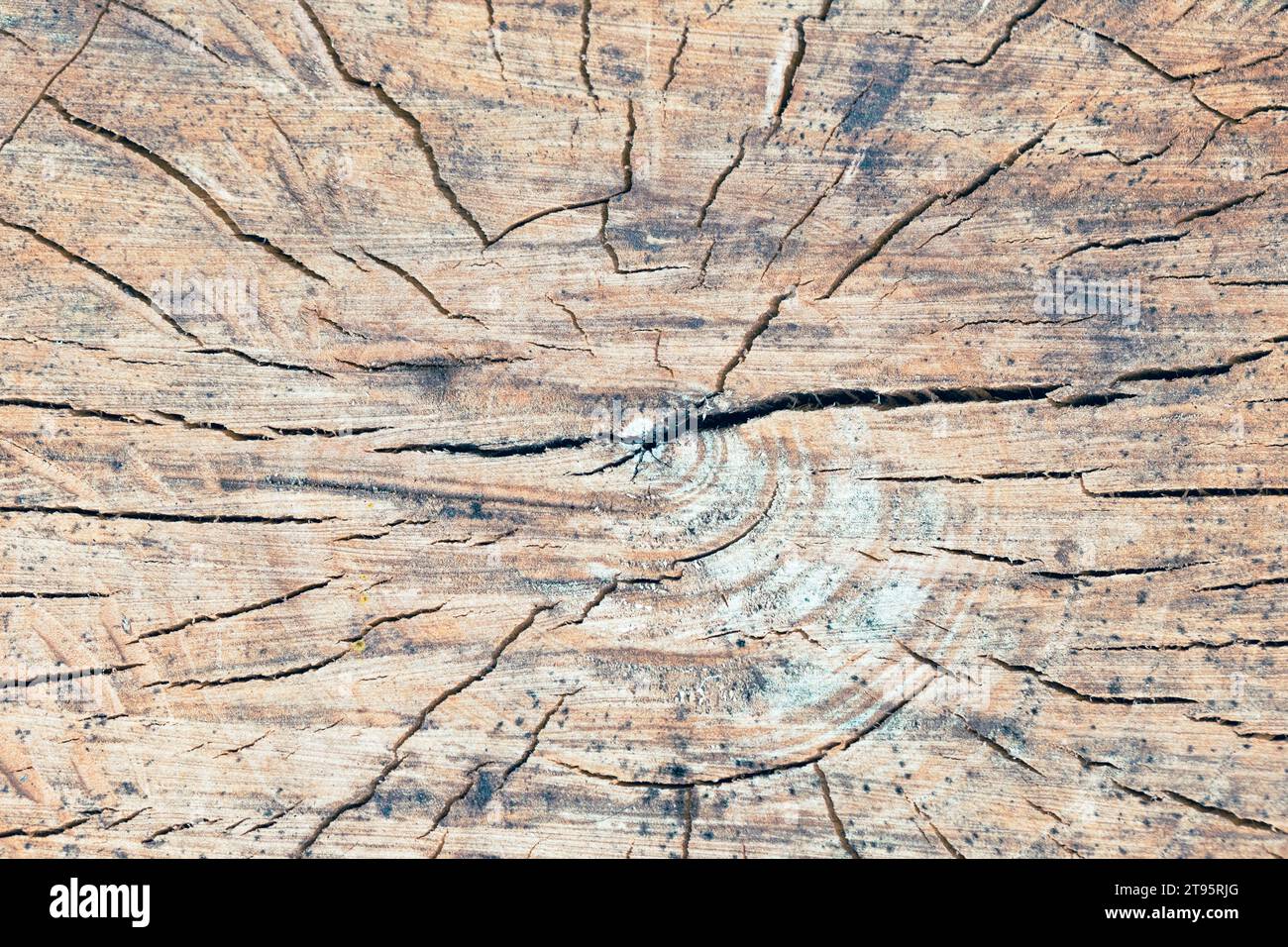Tree rings old weathered wood texture Stock Photo - Alamy