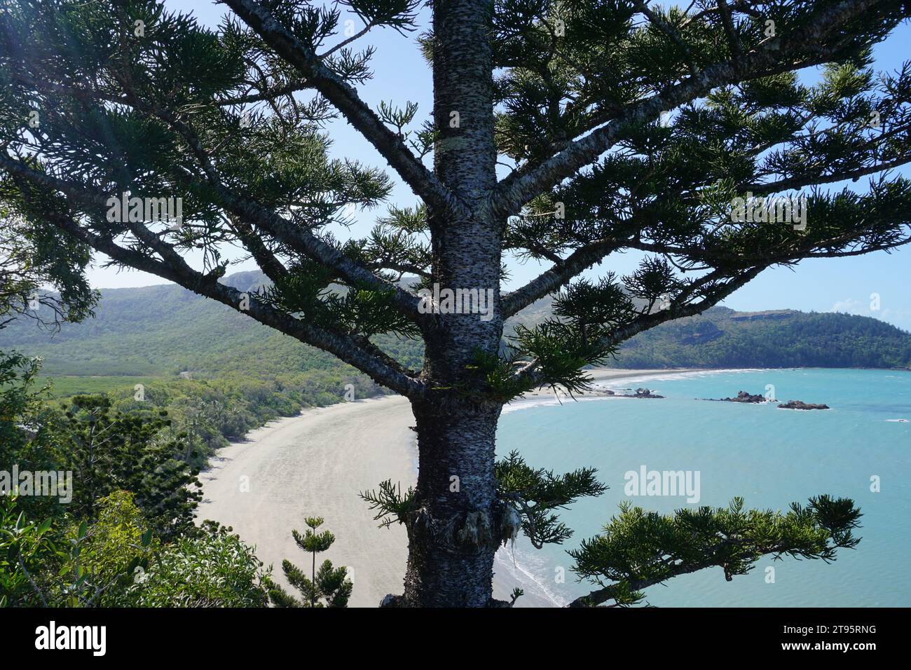 An evergreen coniferous trees (araucaria) at lookout point at cape