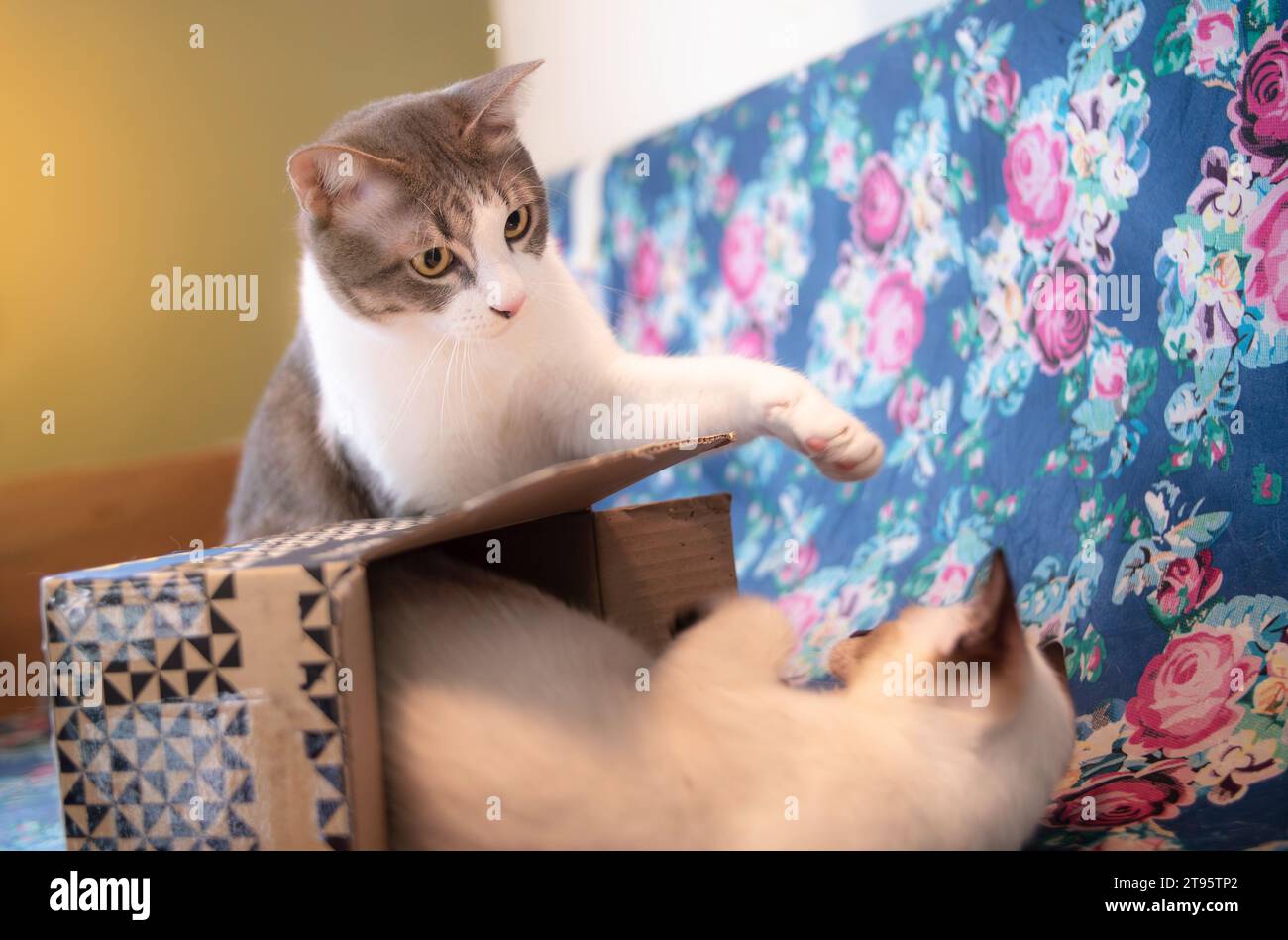 Tabby cats playing with a young Siamese cat in a cardboard box. Stock Photo