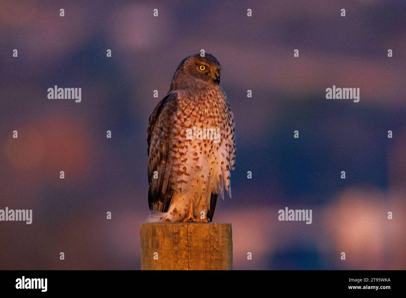 A striking Northern Harrier (Circus cyaneus) stands on a post in the warm light of the setting sun at Farmington Bay Waterfowl Management Area, Utah. Stock Photo