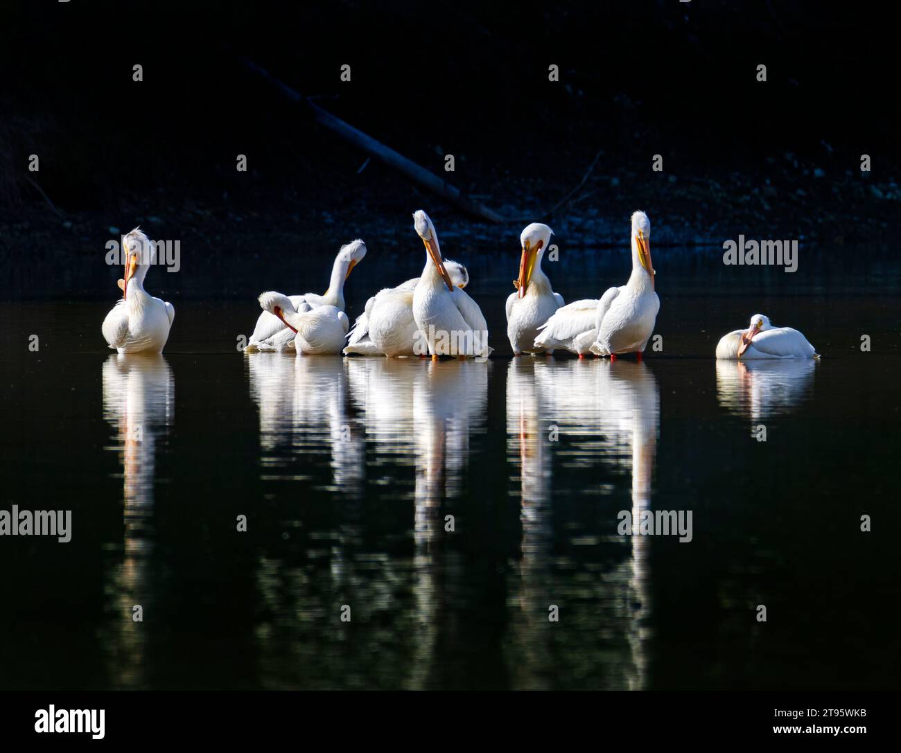 American White Pelicans (Pelicanus erythrorhynchos) rest on the Snake River in the Oxbow Bend area of Grand Teton National Park, Wyoming, USA. Stock Photo