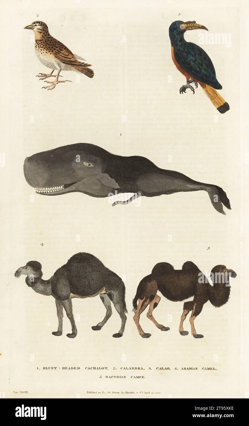 Sperm whale, Physeter macrocephalus 1, calandra lark, Melanocorypha calandra 2, endangered Visayan hornbill, Penelopides panini 3, extinct in the wild dromedary camel, Camelus dromedarius 4, and critically endangered Bactrian camel, Camelus bactrianus 5. Handcoloured copperplate engraving by Moses Harris from William Frederic Martyn’s A New Dictionary of Natural History, Harrison, London, 1785. Pseudonym of William Fordyce Mavor, Scottish priest, teacher and writer, 1758-1837. Stock Photo