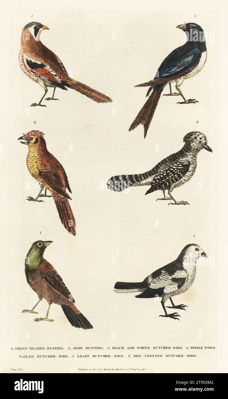 Green-headed bunting 1, snow bunting 2, black-and-white butcher bird 3, Indian fork-tailed butcher-bird 4, least butcher-bird 5, red-crested butcher-bird 6. Handcoloured copperplate engraving by Moses Harris from William Frederic Martyn’s A New Dictionary of Natural History, Harrison, London, 1785. Pseudonym of William Fordyce Mavor, Scottish priest, teacher and writer, 1758-1837. Stock Photo