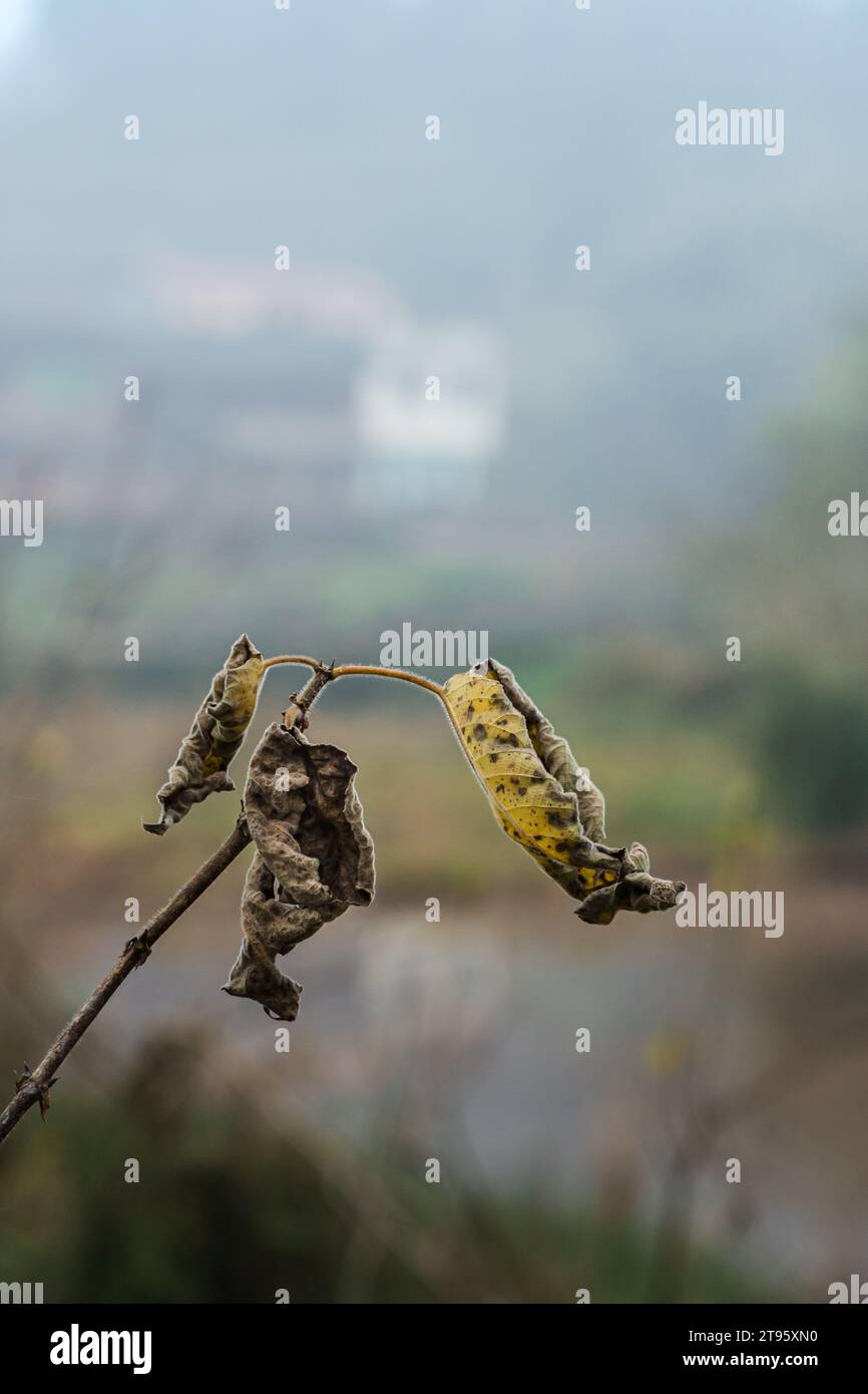 The withered and yellow leaves of autumn Stock Photo - Alamy