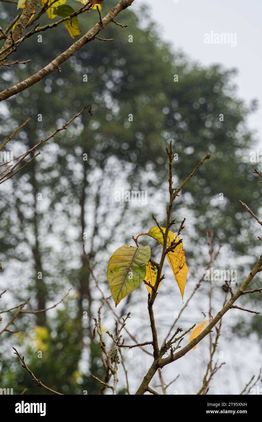 The withered and yellow leaves of autumn Stock Photo - Alamy