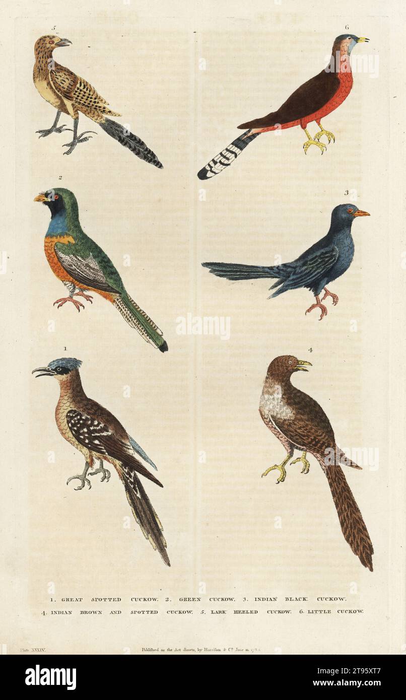 Great spotted cuckoo, Clamator glandarius 1, black-throated trogon, Trogon rufus chrysochloros 2, Asian koel, Eudynamys scolopaceus, male 3, female 4, lesser coucal, Centropus bengalensis 5, and banded bay cuckoo, Cacomantis sonneratii 6. Handcoloured copperplate engraving by Moses Harris from William Frederic Martyn’s A New Dictionary of Natural History, Harrison, London, 1785. Pseudonym of William Fordyce Mavor, Scottish priest, teacher and writer, 1758-1837. Stock Photo