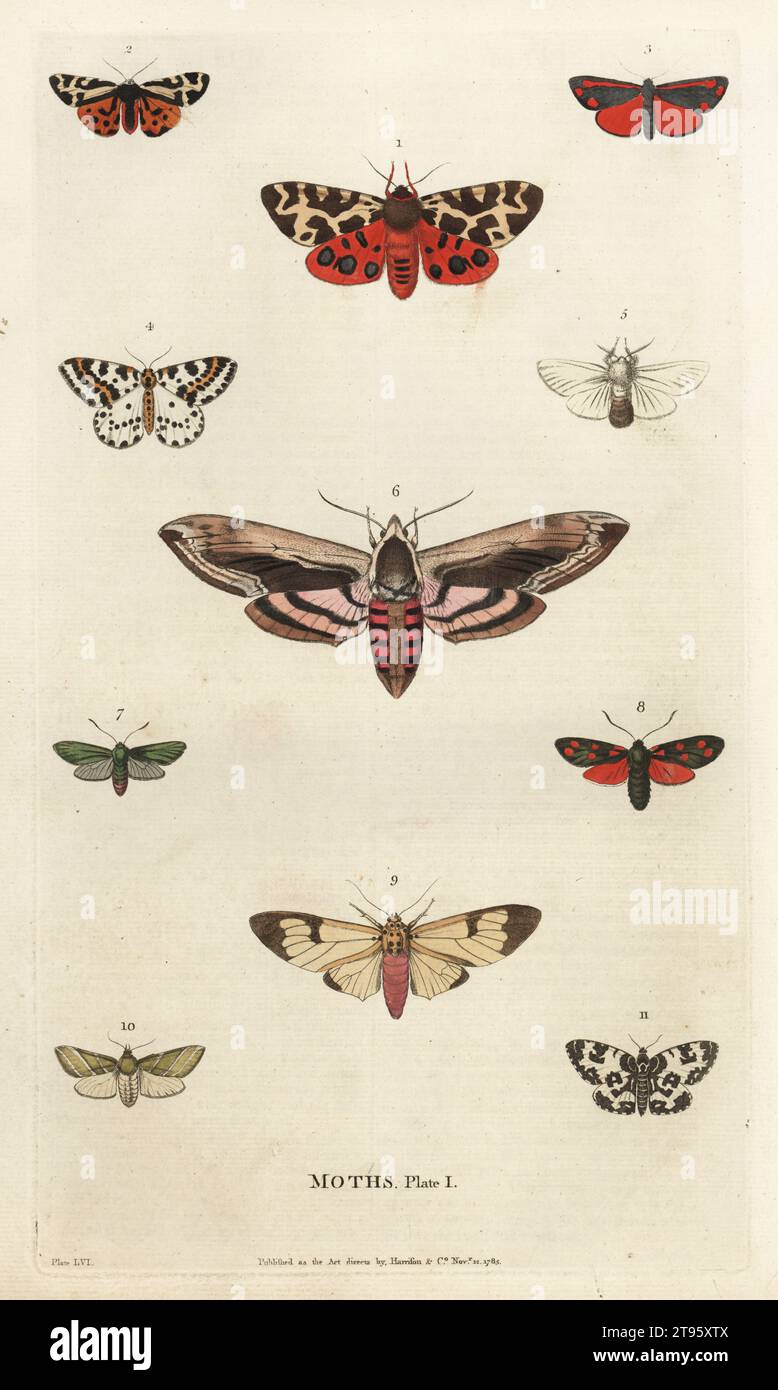 Large tiger 1, small tiger 2, pink underwing 3, large magpie 4, brown tail 5, privet 6, forester 7, burnet 8, lascar 9, green silver lines 10, argent and sable 11. Handcoloured copperplate engraving by Moses Harris from William Frederic Martyn’s A New Dictionary of Natural History, Harrison, London, 1785. Pseudonym of William Fordyce Mavor, Scottish priest, teacher and writer, 1758-1837. Stock Photo