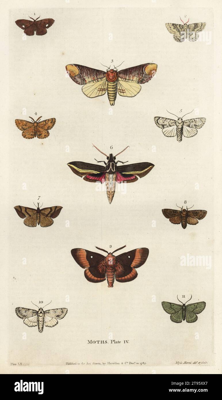 Vapourer 1, carpet 2, buff-tipped 3, freckled 4, dagger likeness 5, stranger 6, snouted umber 7, Hebrew character 8, large egger 9, dagger 10, housewife 11. Handcoloured copperplate engraving by Moses Harris from William Frederic Martyn’s A New Dictionary of Natural History, Harrison, London, 1785. Pseudonym of William Fordyce Mavor, Scottish priest, teacher and writer, 1758-1837. Stock Photo