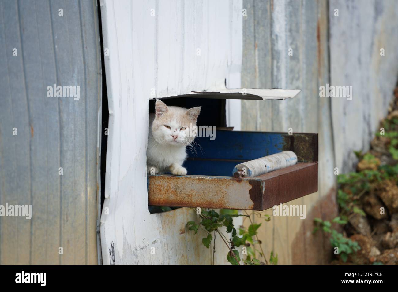 Gatto che esce da casa sua Stock Photo