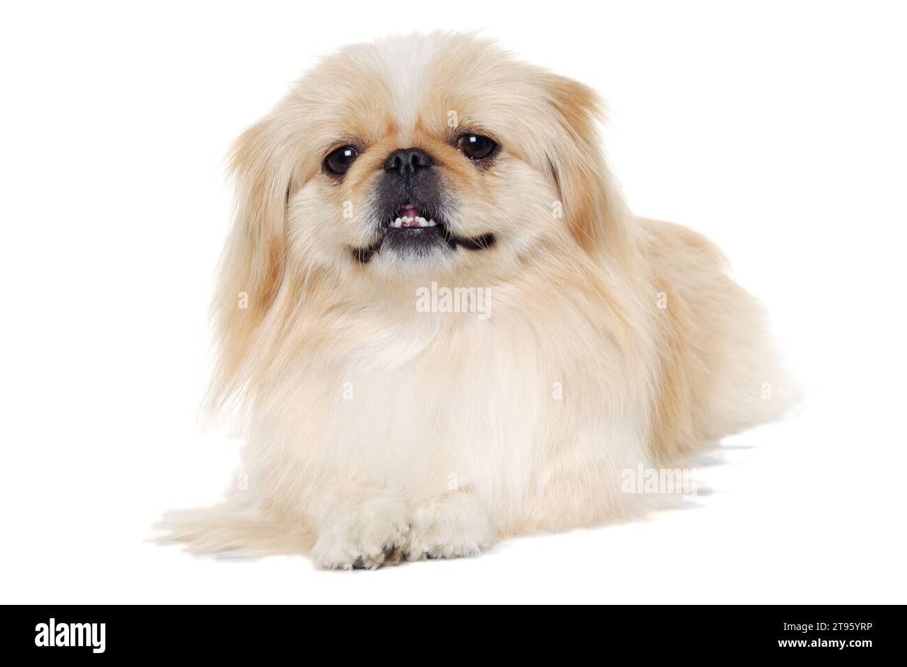 Two sweet rabbits is sitting on a white background Stock Photo - Alamy