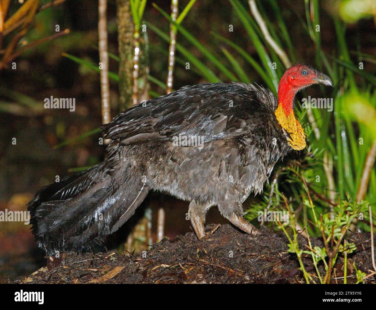 Male Australian Brush Turkey on nesting mound with plumage wet after rain, in urban backyard