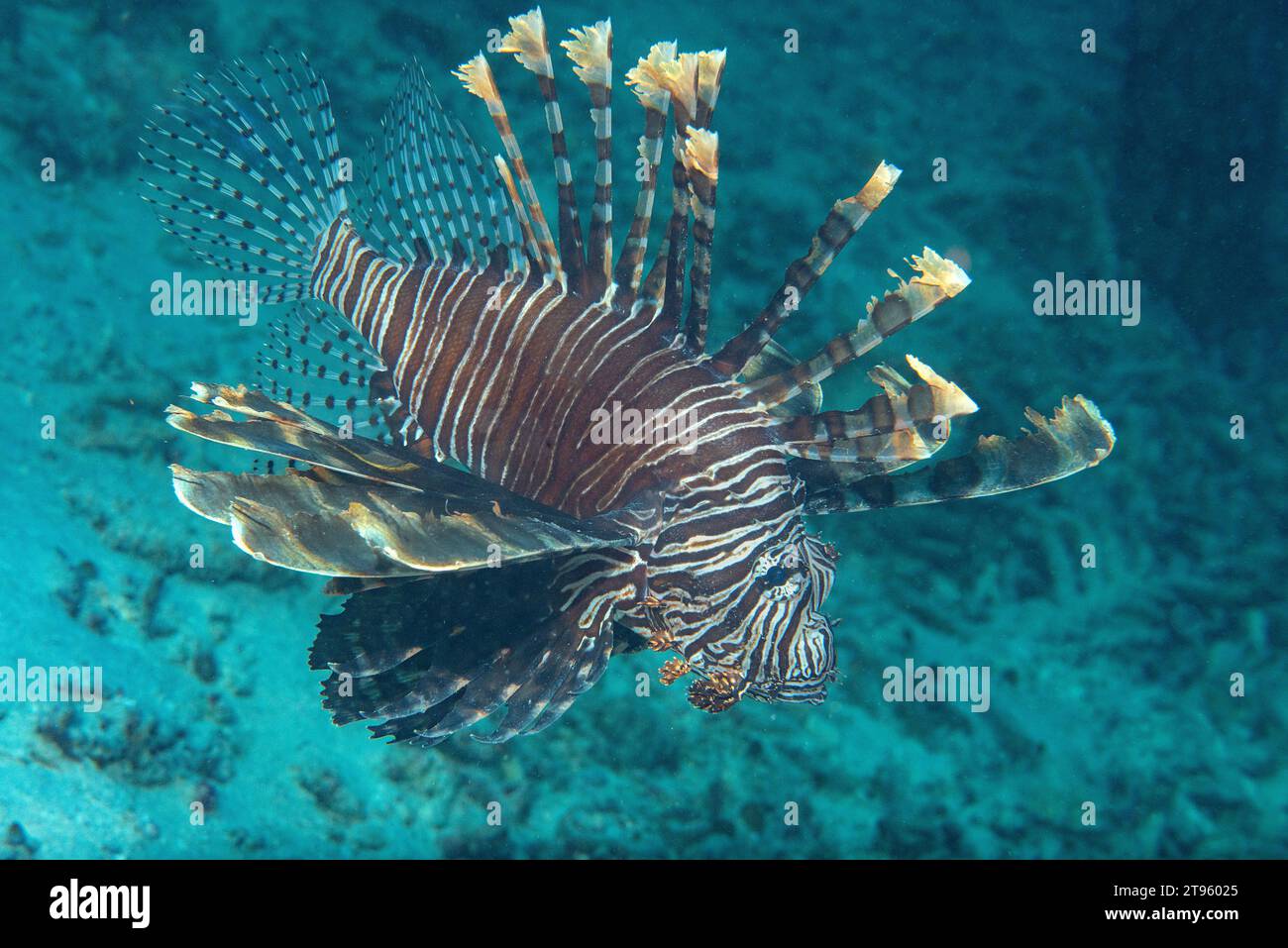 Red lion-fish swims over corals of Bali Stock Photo