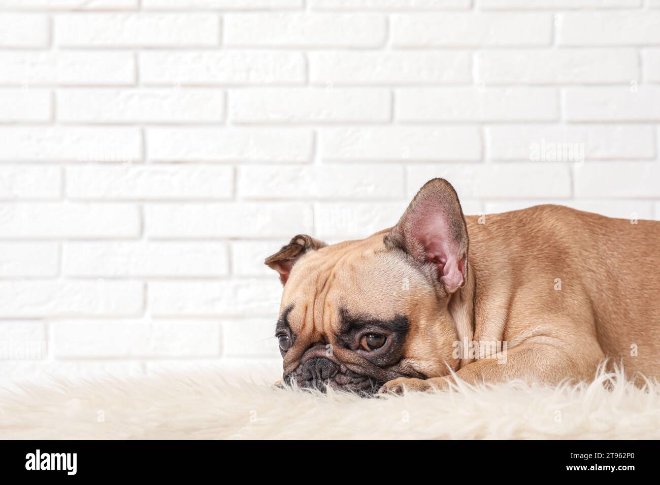 Cute French bulldog lying on rug near white brick wall Stock Photo