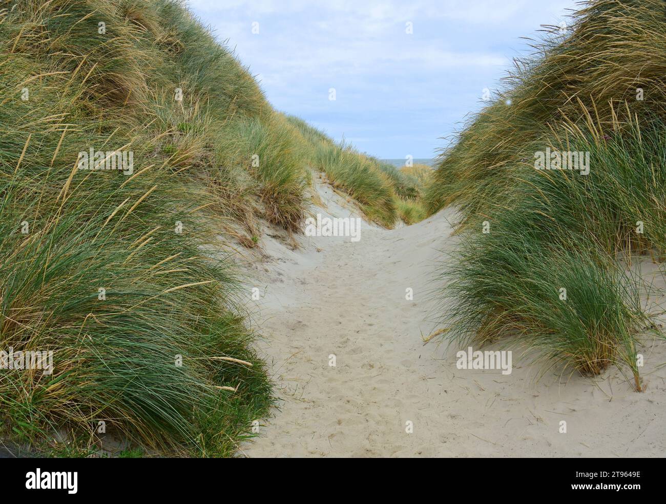 path through the marram  beach grass and coastal sand dunes on big beach, aromoana, near dunedin on the south island of new zealand Stock Photo