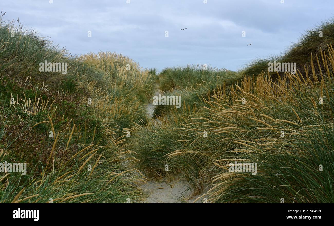 path through the marram  beach grass and coastal sand dunes on big beach, aromoana, near dunedin on the south island of new zealand Stock Photo