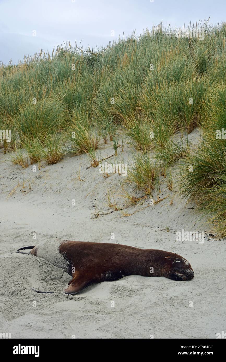 new zealand fur seal resting in the sand on big beach, aromoana, near dunedin on the south island of new zealand Stock Photo