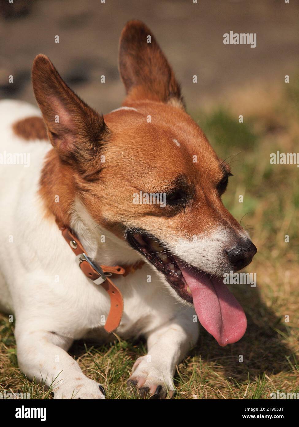 Jack russell hotsell in heat