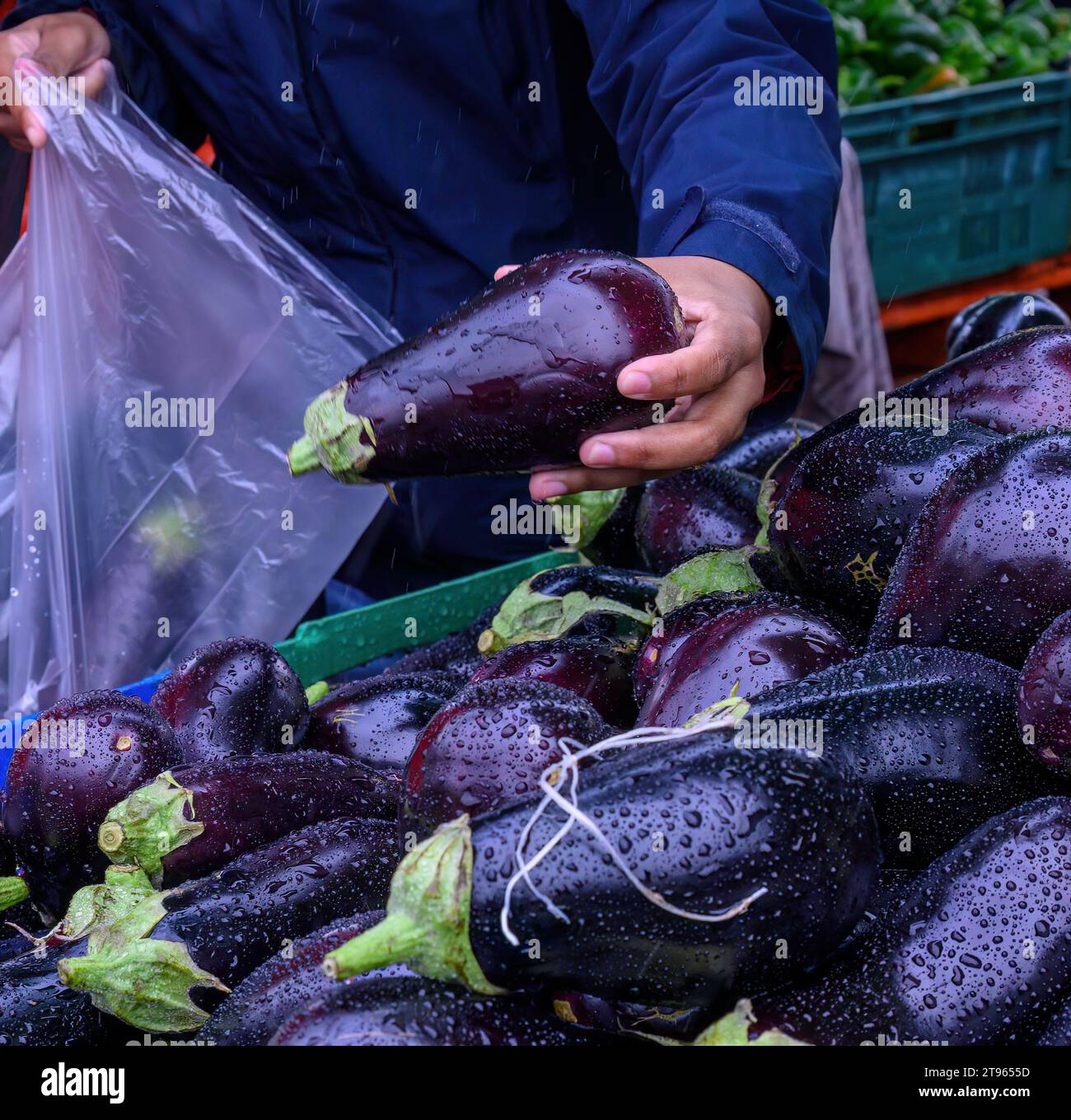 Woman picking aubergine into a plastic bag in the market in the rain. Stock Photo