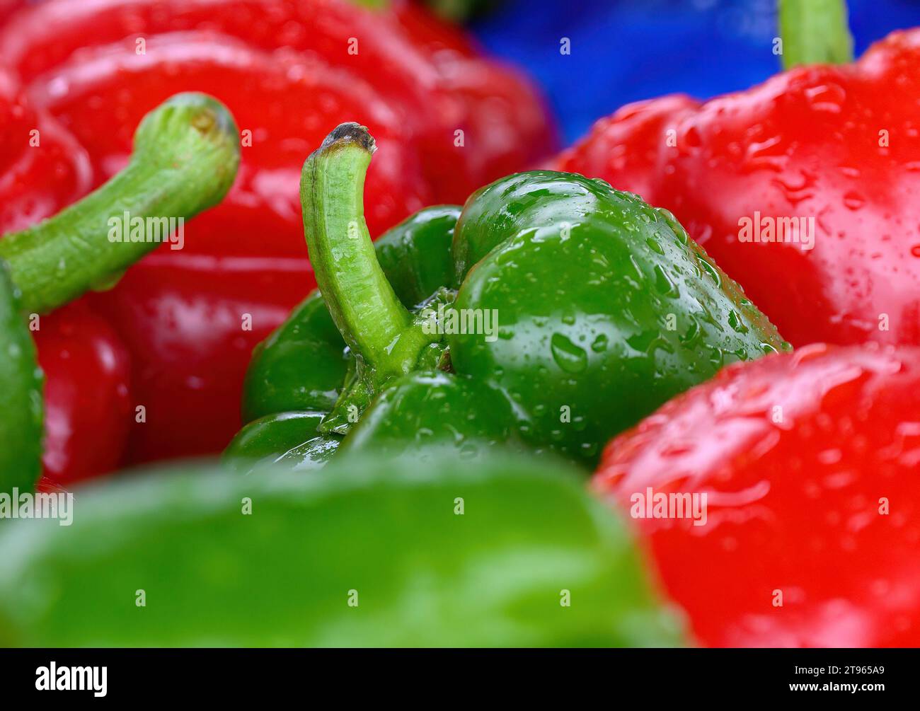 Green and red capsicums with raindrops Stock Photo