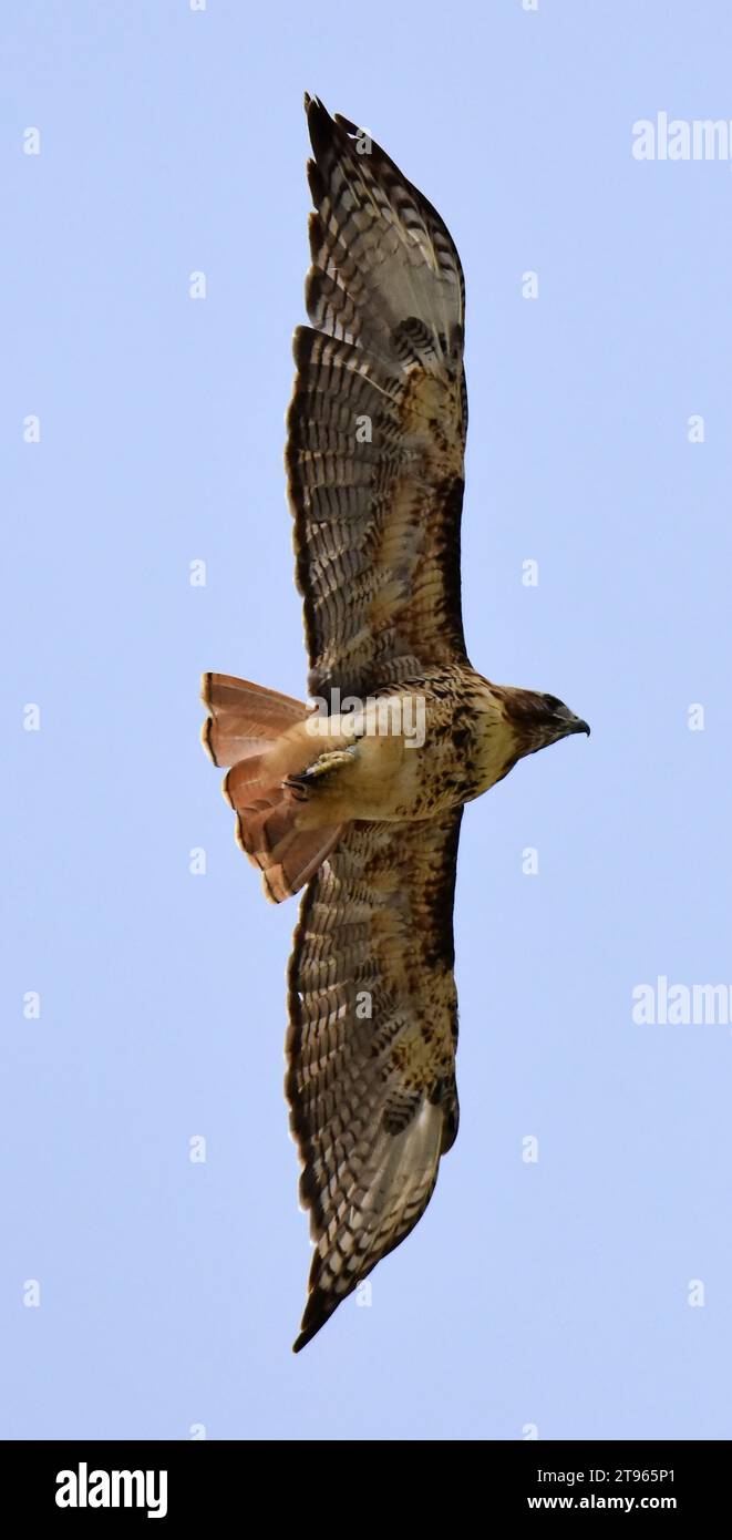 close up of magnificent red tailed hawk soaring against a blue sky on a summer day in broomfield, colorado Stock Photo