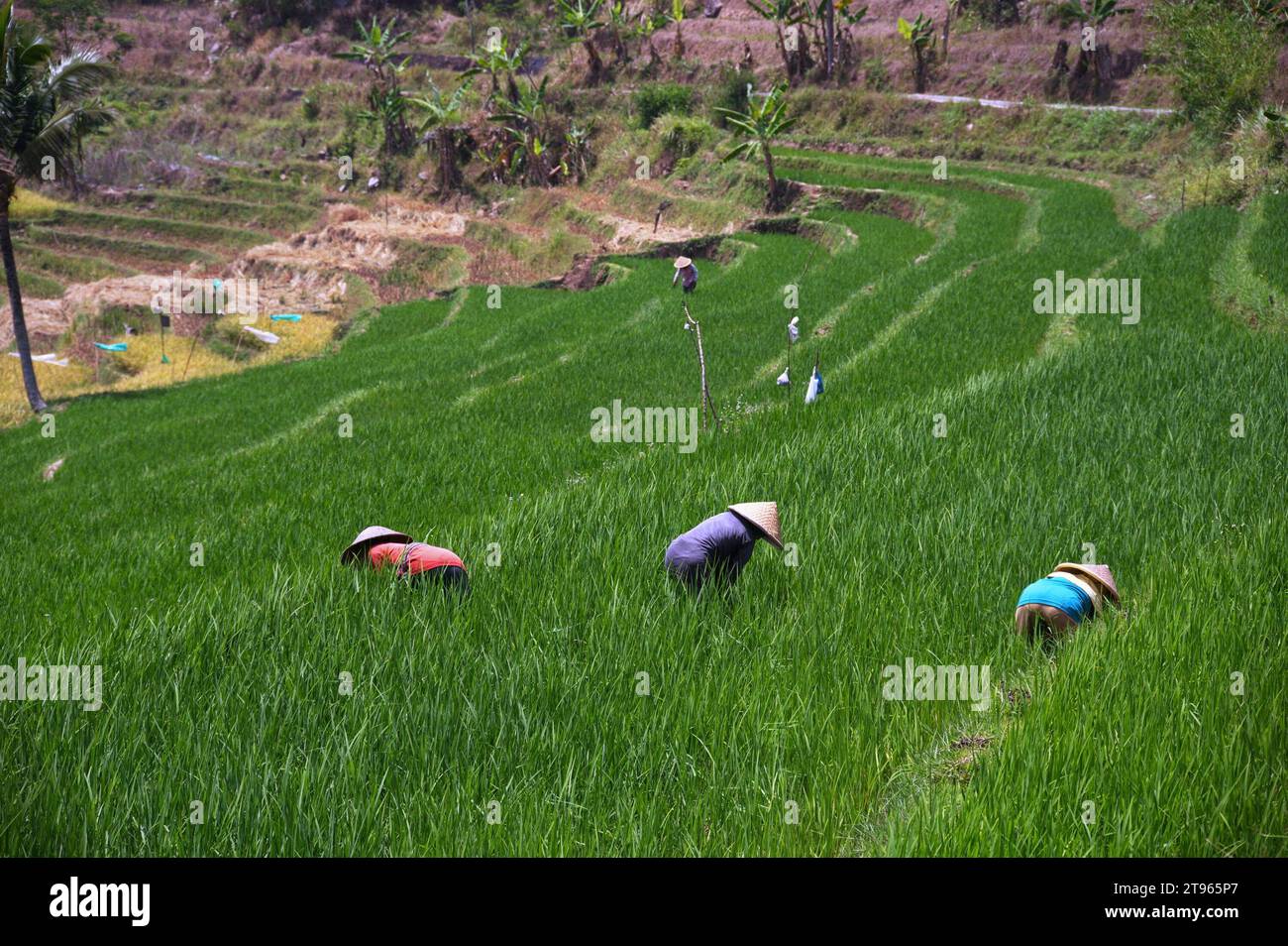 Rice pickers in a rice field in Indonesia Stock Photo Alamy