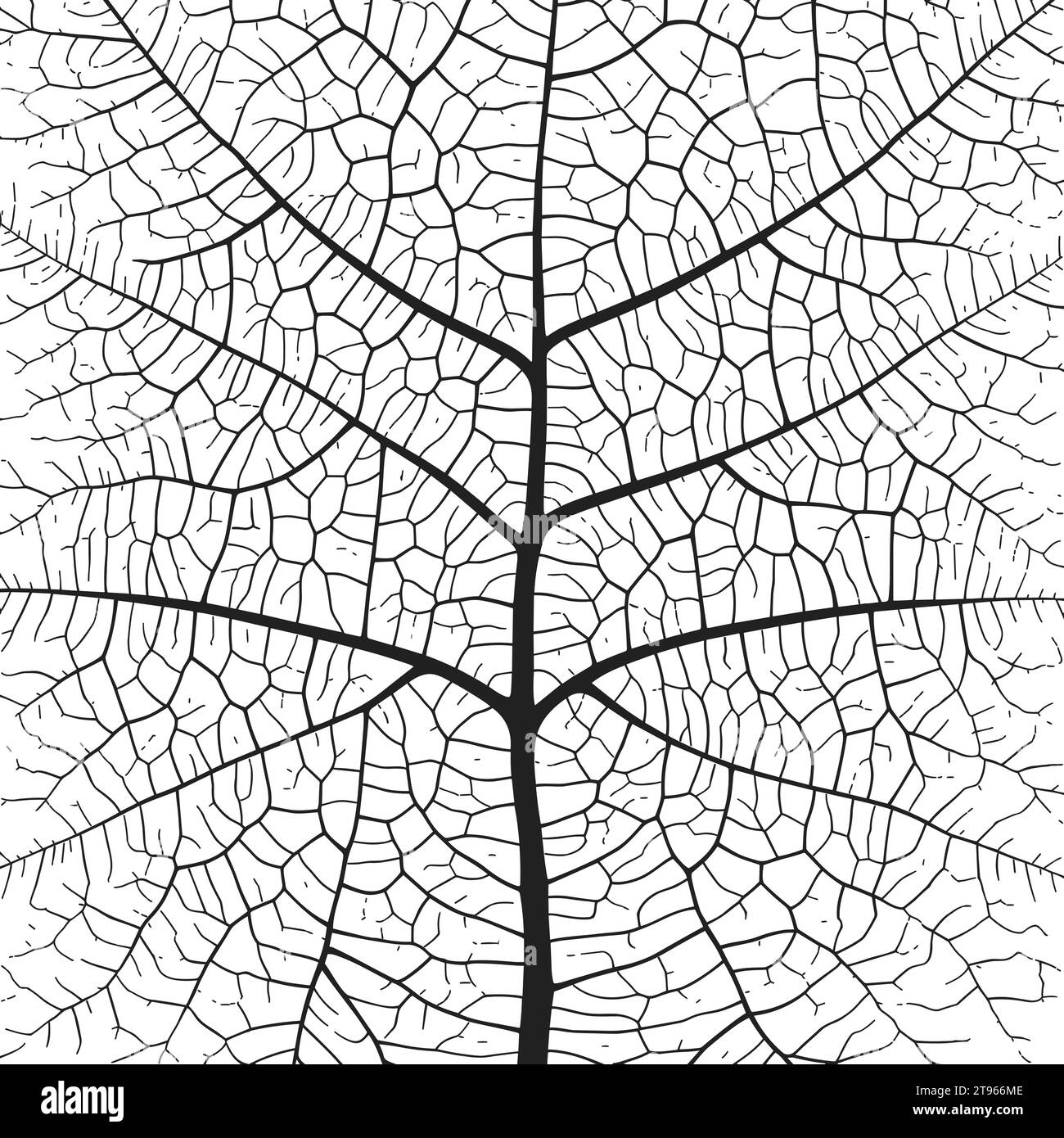 Leaf vein texture abstract background with close up plant leaf cells ...