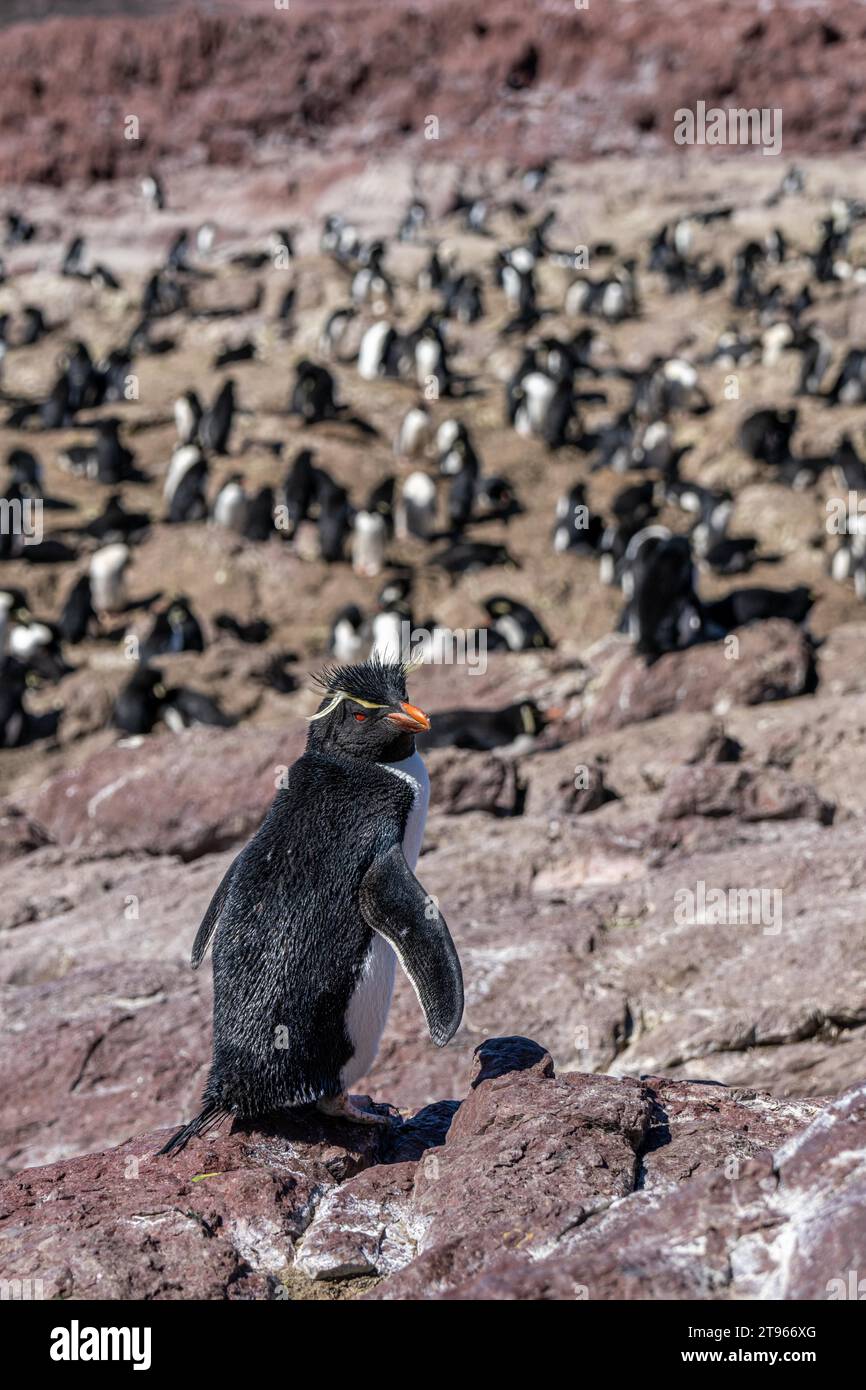 Southern rockhopper penguin (Eudyptes chrysocome) in front of the