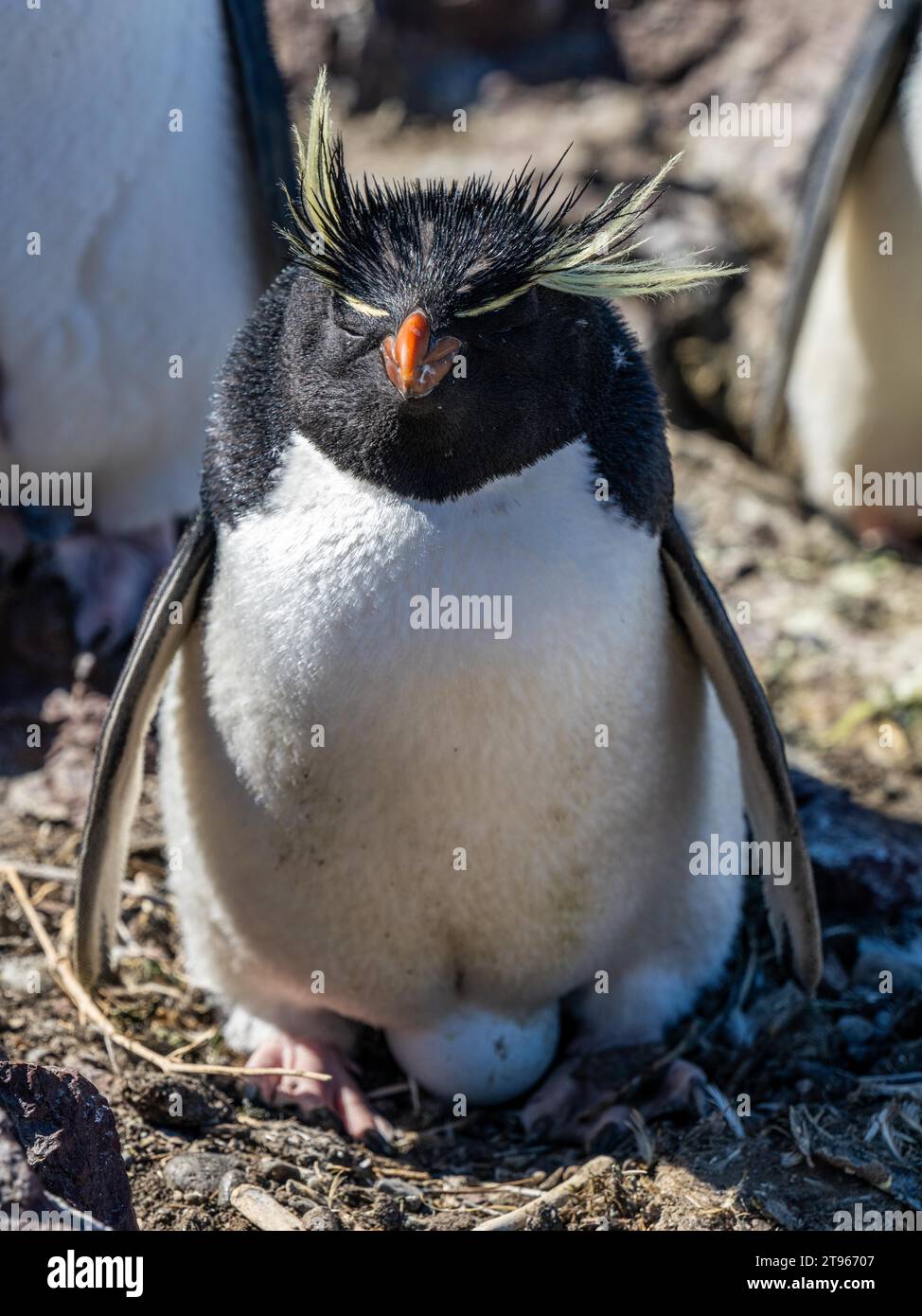 Southern rockhopper penguin (Eudyptes chrysocome) sits brooding on an egg, endangered species, Pinguino Island Provincial Reserve, Puerto Deseado Stock Photo