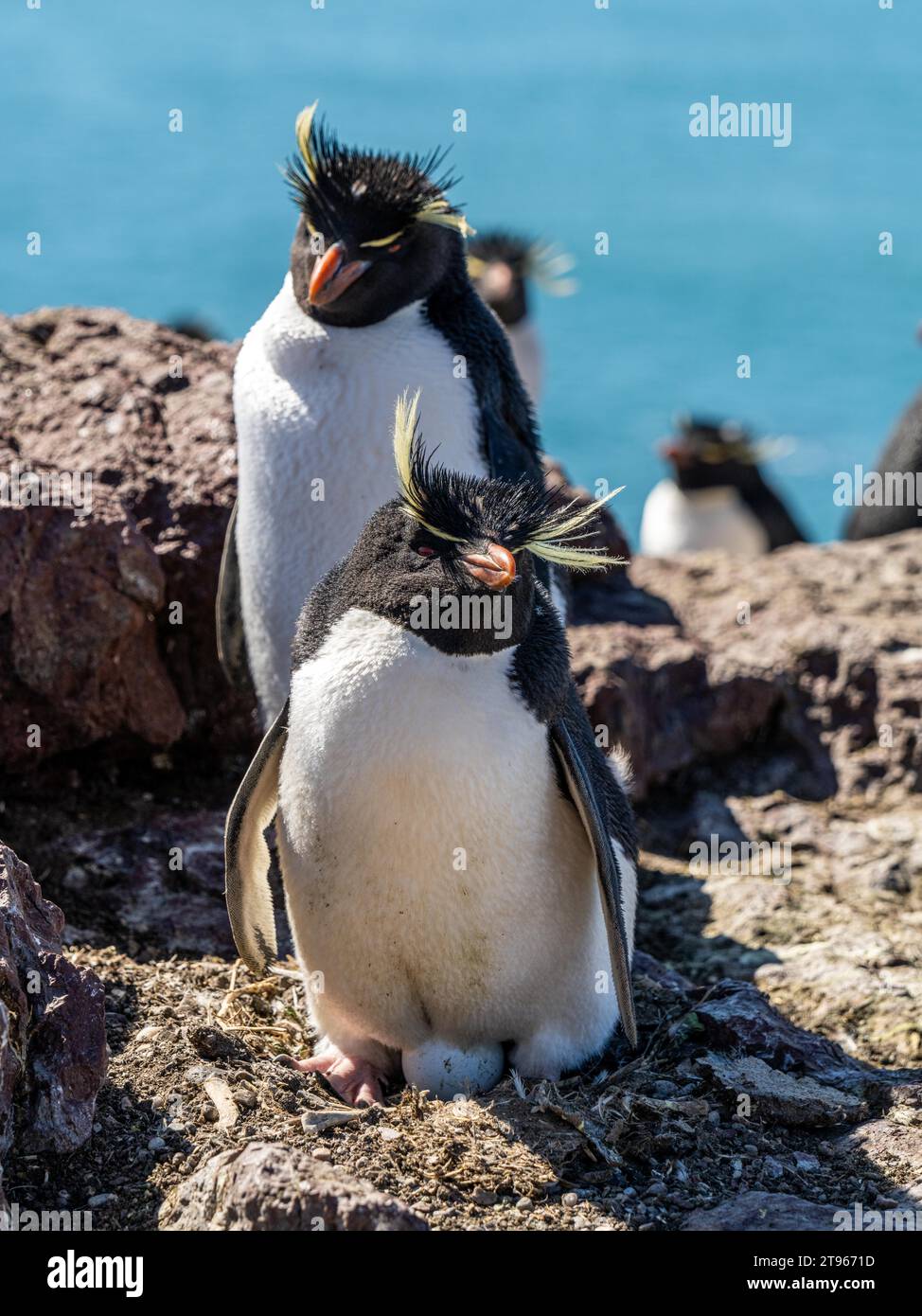 Southern rockhopper penguin (Eudyptes chrysocome) sits brooding on an egg, endangered species, Pinguino Island Provincial Reserve, Puerto Deseado Stock Photo