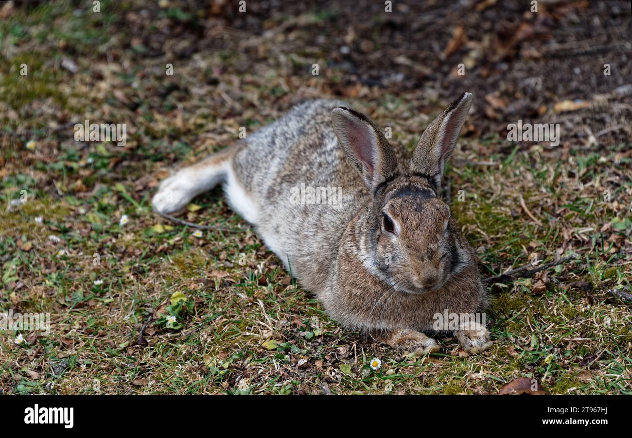 Rabbit bunny long ears hi-res stock photography and images - Alamy