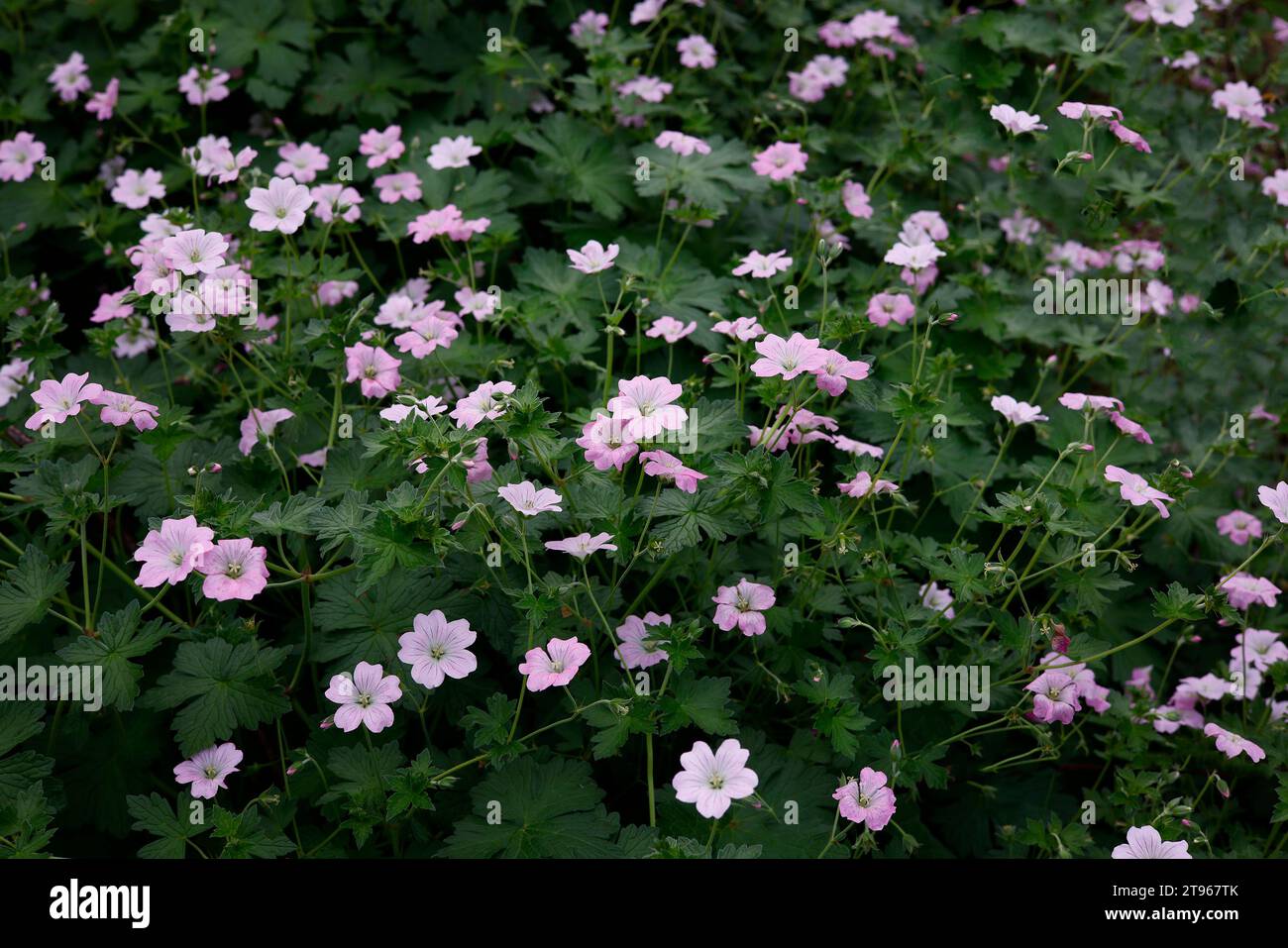 Closeup of the pale pink flowers of the summer long flowering herbaceous perennial garden plant geranium dreamland bremdream. Stock Photo